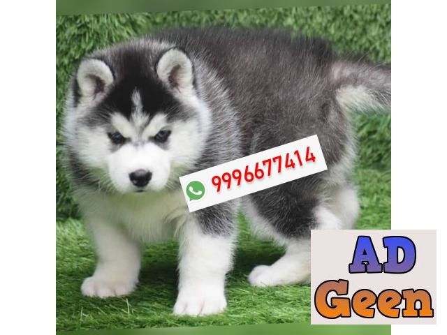 used Blue eyes Husky Pups Available for sale 